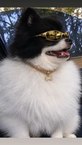 Spitz alemão Lulu da pomerania 