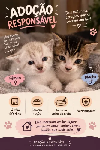 Doação de gatinhos