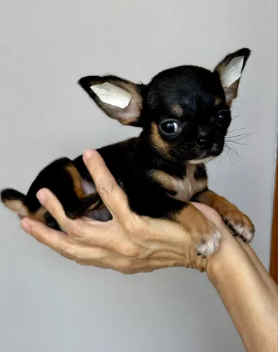 Chihuahua pêlo curto MINIATURA macho - pedigree CBKC