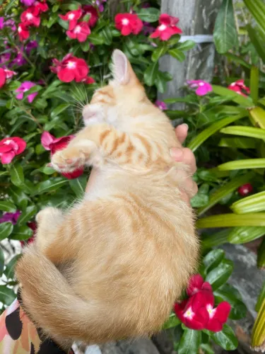 Gata fêmea Laranja