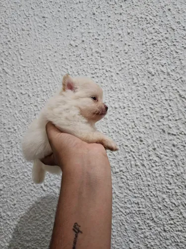 Lulu da Pomerania Fêmea 