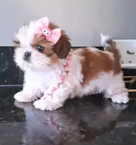 Shih tzus legítimos minis 