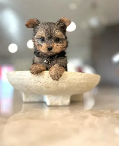 Yorkshire Terrier - linda fêmea disponível