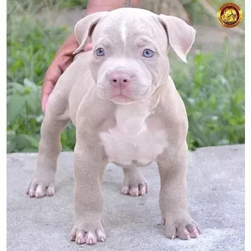 Pitbull filhotes felicidade e carinho e ter um dog por perto