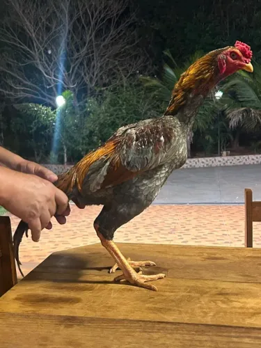 FRANGO INDIO MURA PUVA