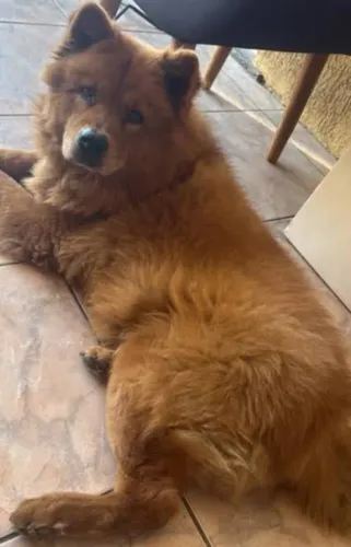 Filhotes de chow-chow lindos