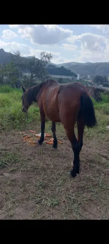 Égua marchadeira prenha 