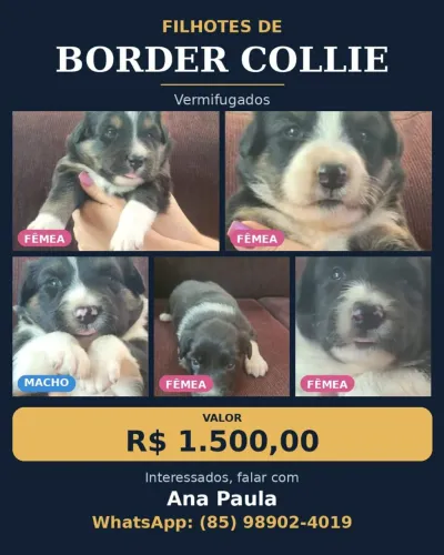 Vendo Filhotes de Border Collie Vermifugados 100% Puros