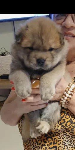 Chow Chow fêmea disponível para venda