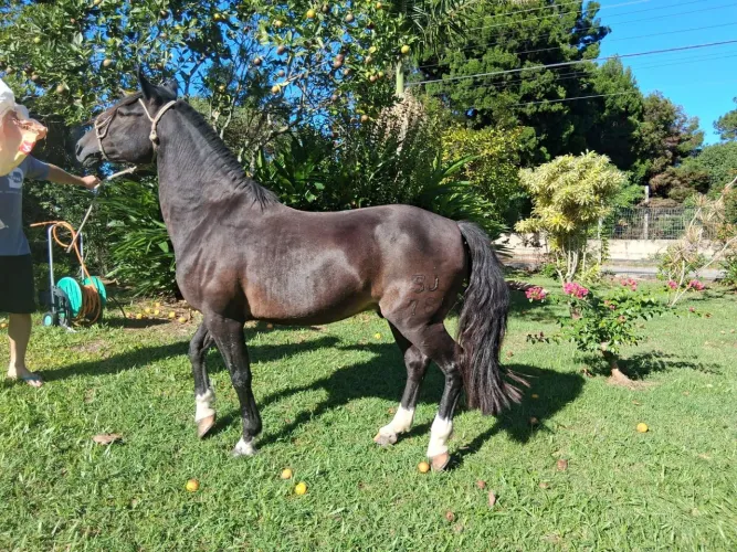 Venda cavalo crioulo