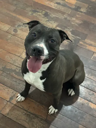 Pitbull para doação 