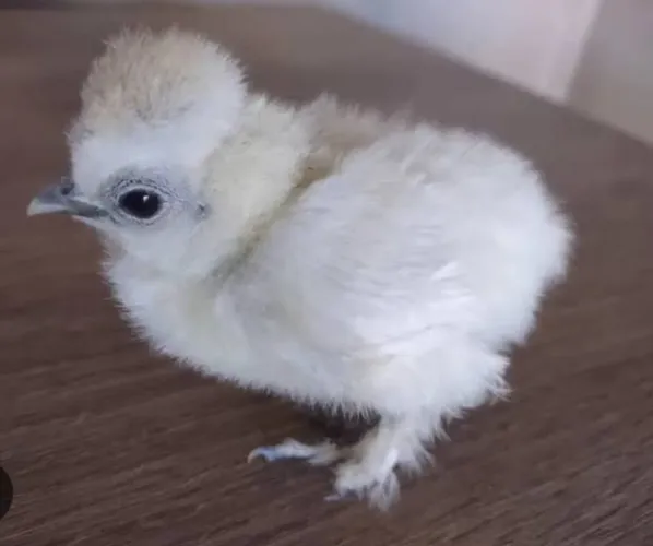Galinha sedosa do Japão