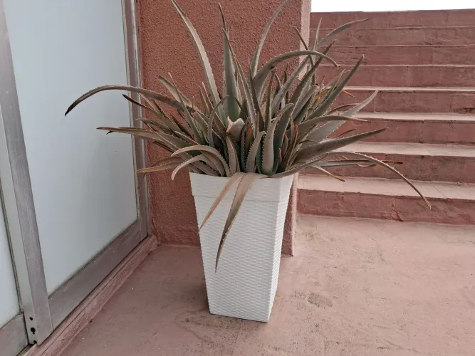 Vaso de plástico com planta babosa grande 