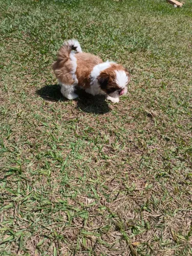 Shihtzu Europeu Mini