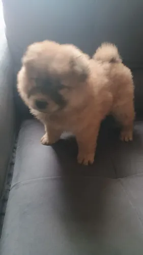 Chow chow
