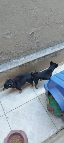 CACHORRO PINCHER