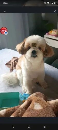 Shitzu macho 3 anos - ótimo padreador
