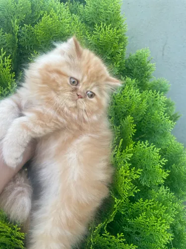 Gatinha persa!