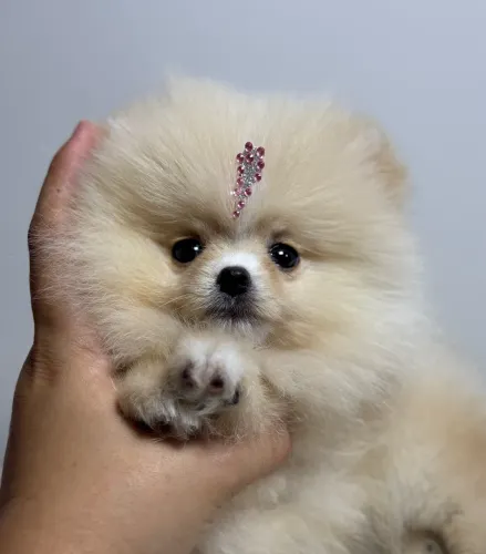 Lulu da pomerania anao fêmea creme mais de dois meses pititinha 