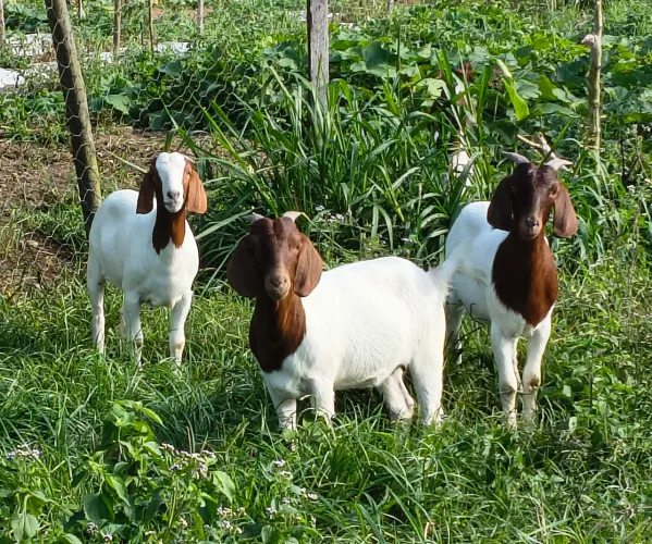 Cabras boer puras !