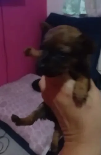 Pinscher zero femea