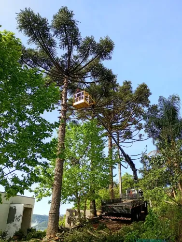Serviço poda corte