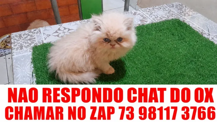 Gatinho creme ( vendo e entrego em várias cidades