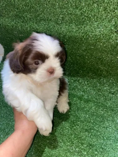 Shihtzu macho branco e chocolate