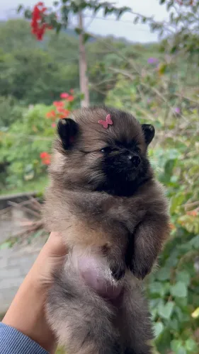 Lulu da Pomerania 