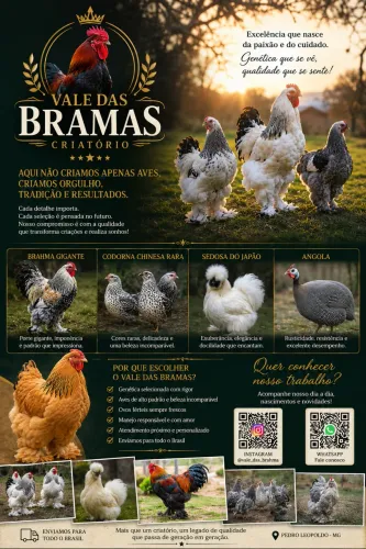 Galinha Brahma