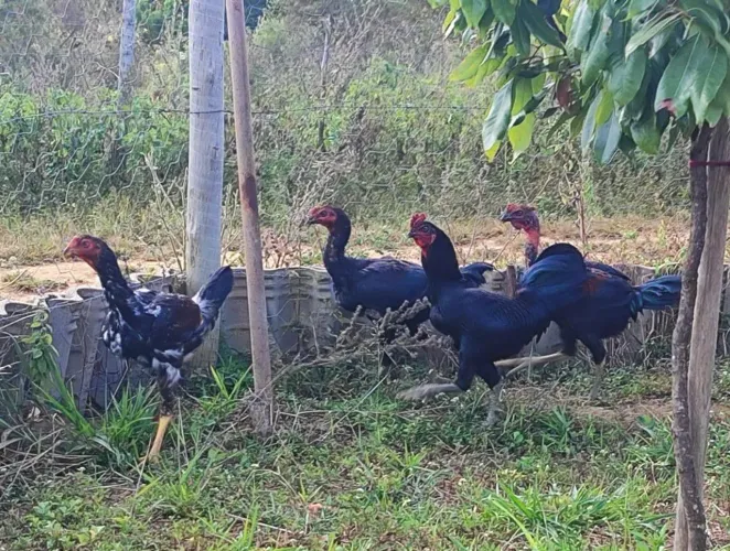 Frango raça polaco e mil flores 
