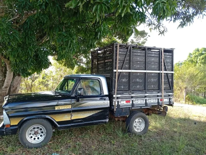 Ford F-1000 Super Diesel / Super Diesel Turbo 1985