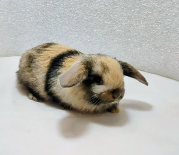 Mini Coelhos À Pronta Entrega/ Mini Lop 
