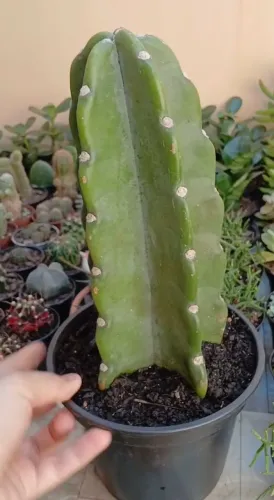 CACTOS MANDACARU SEM ESPINHOS NATIVO DO BRASIL