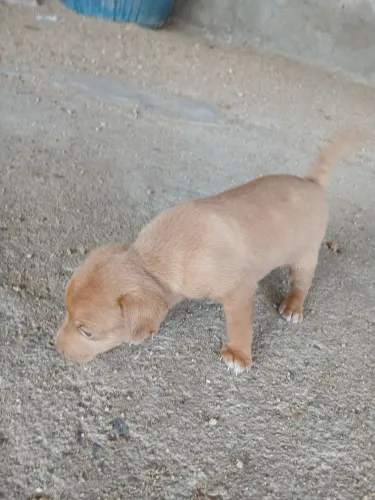 Animais domesticos