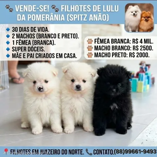 Filhotes Lulu da Pomerânia