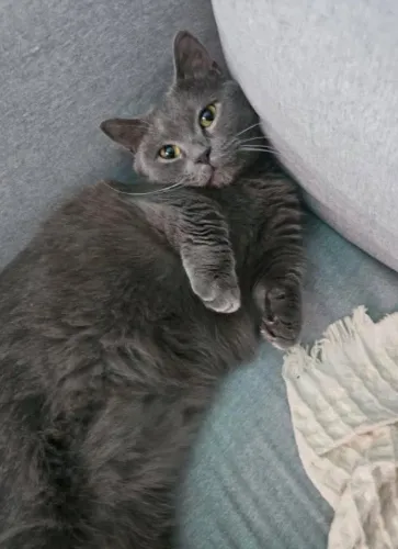 Munchkin