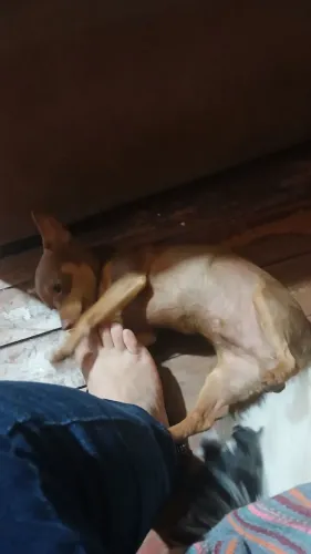 Pincher 1