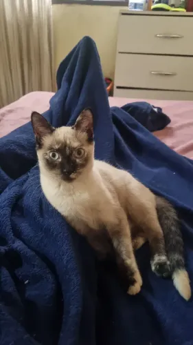 Adoção