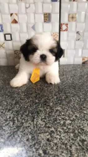 Shih Tzu fofinho