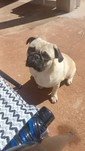 Pug macho