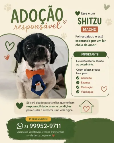 Shih tzu - Doação