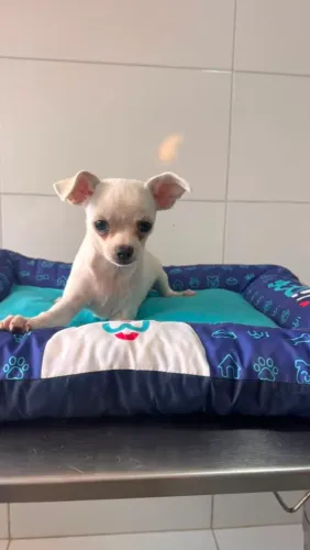 Chihuahua macho