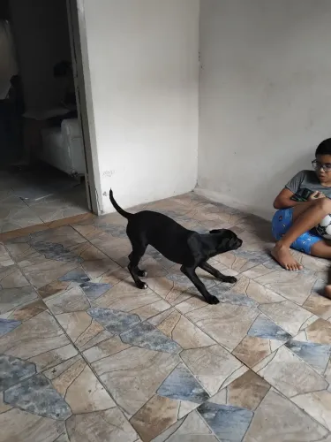 Cachorro ? 