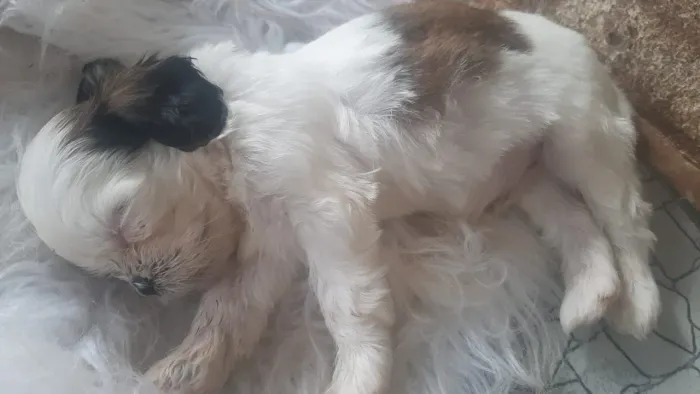 Filhote shihtzu Último macho disponível