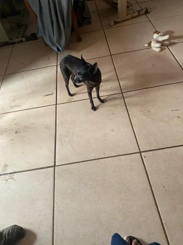 Vendo pinsher fêmea 5 anos 