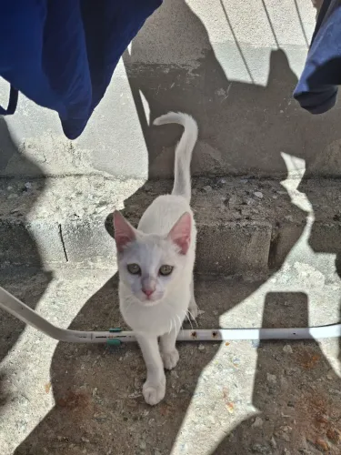 Doação de gatos e um cachorro