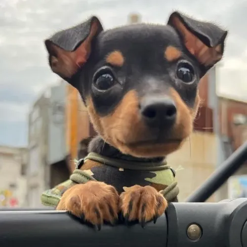 Pinscher/Pincher Baby Excelente Linhagem Macho e Fêmea com Garantias SP