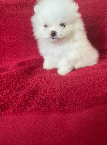 Filhotes de Spitz Alemão anão