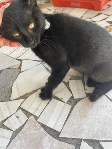 Doa-se Gatinho 